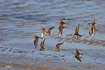 Dunlin and Plover